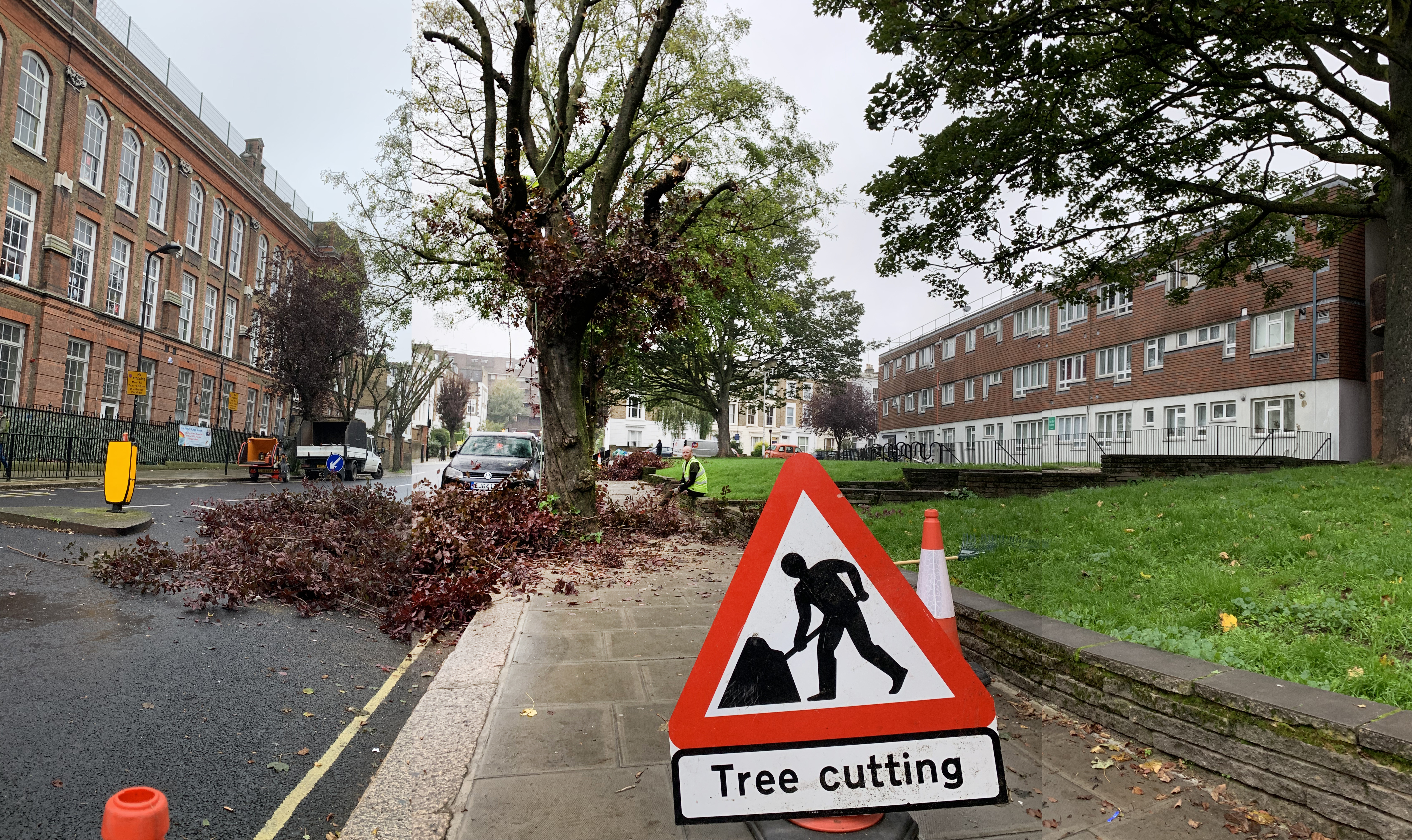 1 Plum blossom Rhyl pollard 24-October-2019