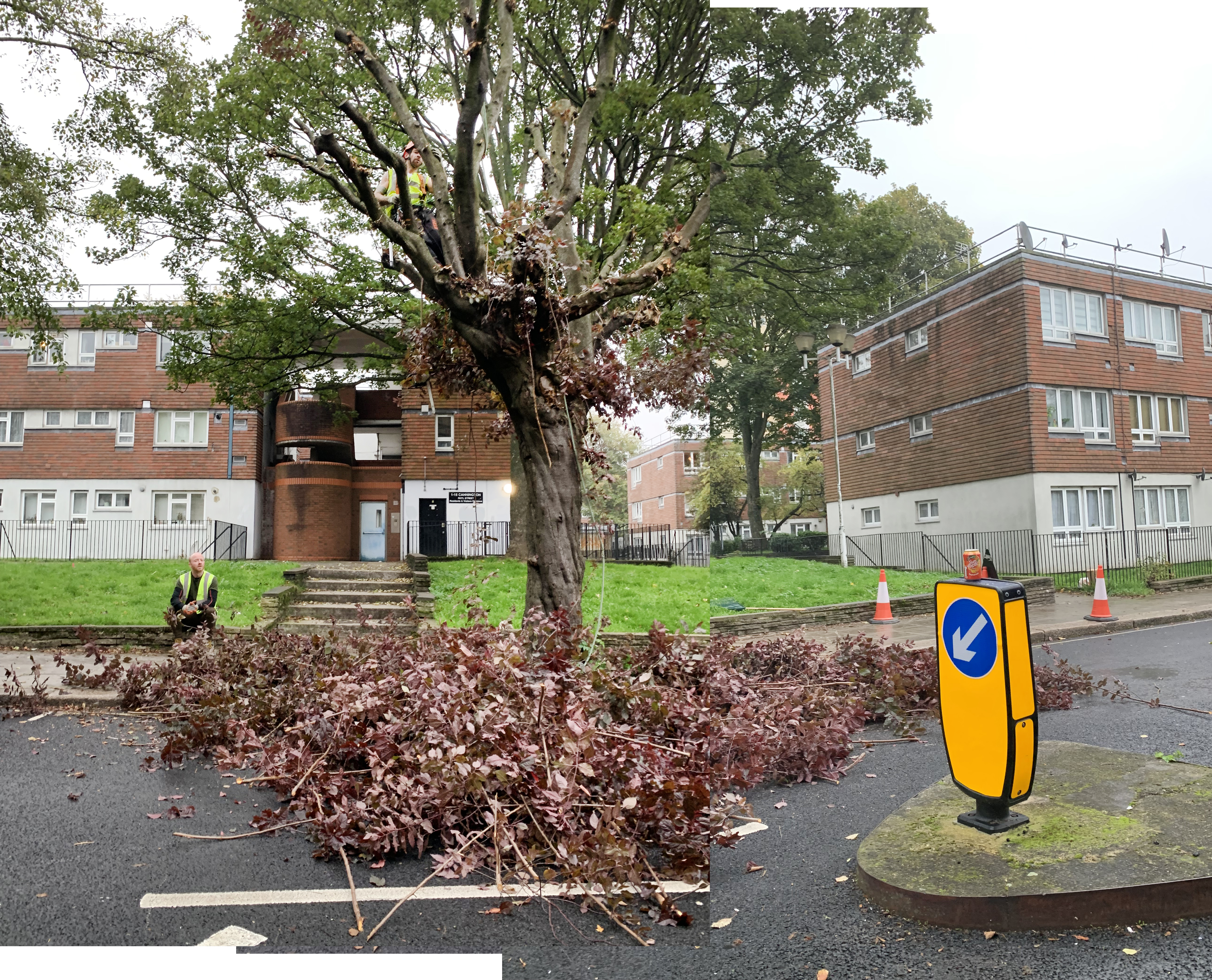 2 Plum blossom Rhyl pollard 24-October-2019 9.03am